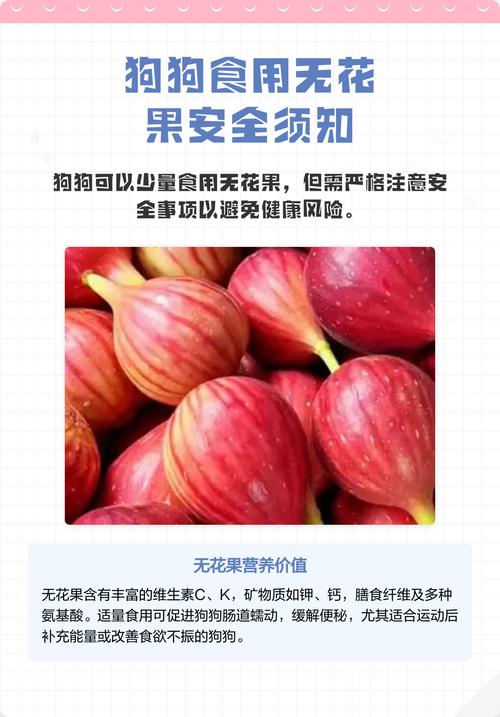 狗狗无花果可以吃吗