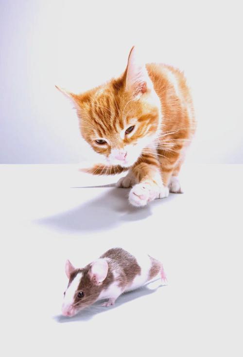 小猫的爪子可以剪么?可以剪多少