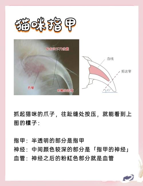 小奶猫出生多久可以剪指甲