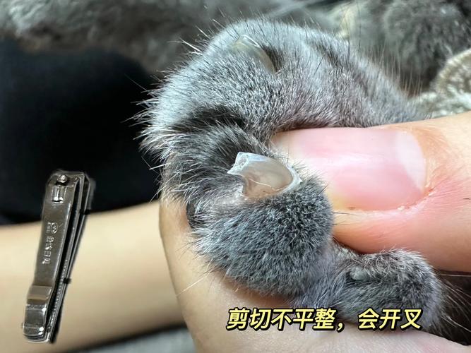 猫咪的爪子能不能剪了,只剪最尖的那一部分
