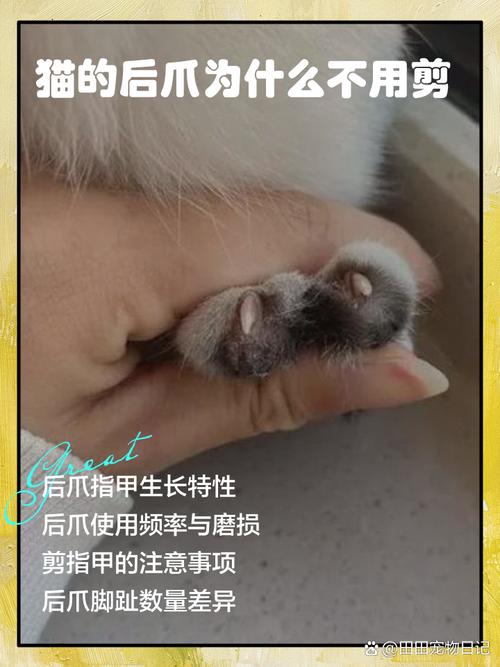 猫咪的后爪要剪吗