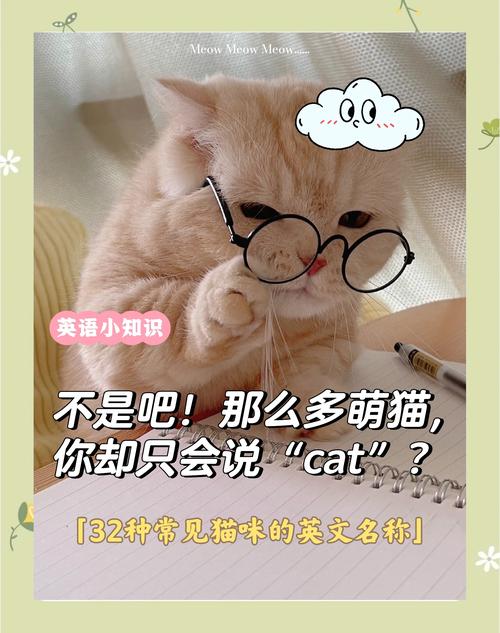 独一无二的猫咪名字英文名