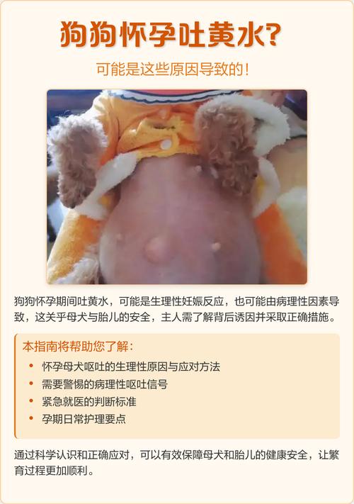 狗狗怀孕会吐吗