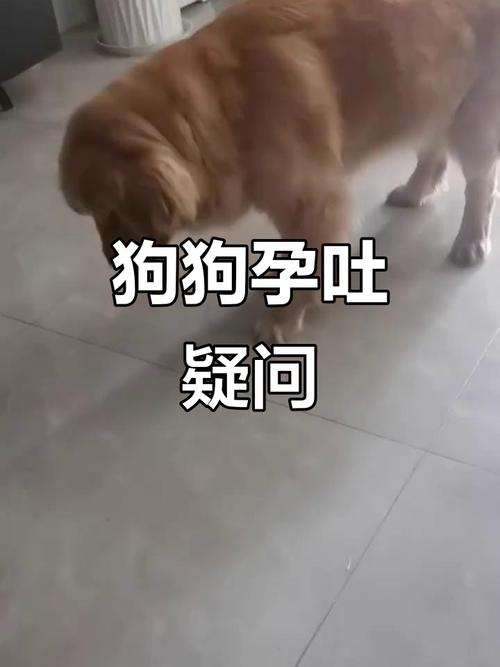 怎么判断狗狗怀孕了