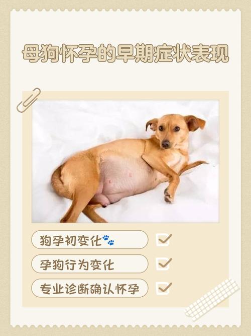 狗狗怀孕初期的征兆有哪些啊?