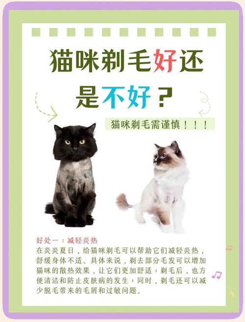 给猫咪剃毛有哪些好处和坏处?