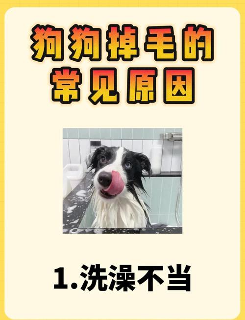 狗狗“掉毛严重”怎么办?不要慌,可能是以下这5种原因导致的
