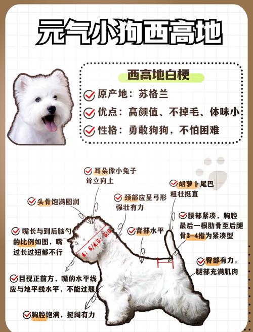 养狗的家里要注意这5个方面