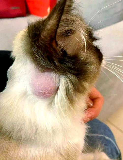 猫咪脖子疙瘩是淋巴吗
