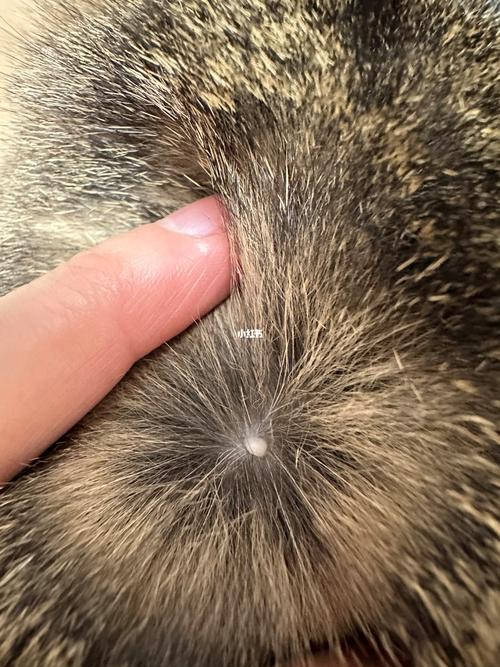 猫咪脖子上有个疙瘩