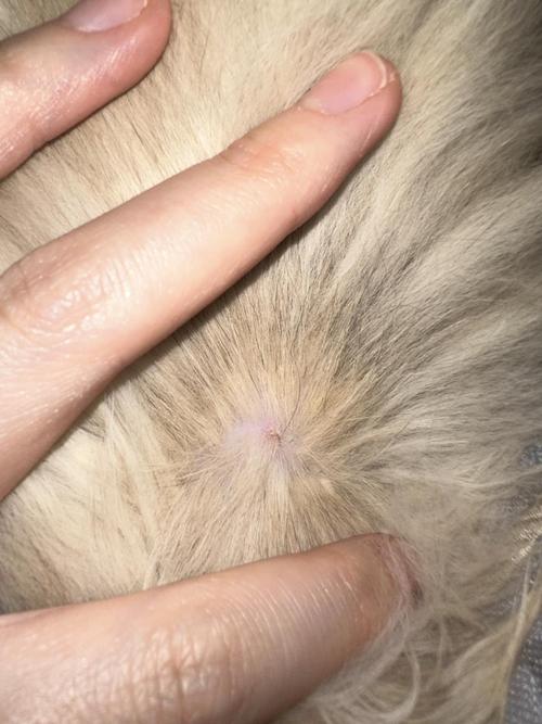 猫的脖子下有硬疙瘩是怎么回事?