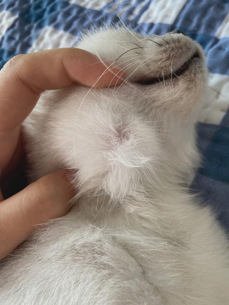 猫脖子上长了硬硬的疙瘩