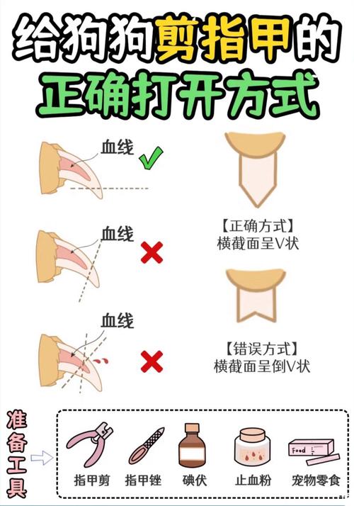 怎么给狗狗剪指甲