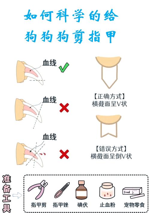 自己在家怎么给狗狗剪指甲