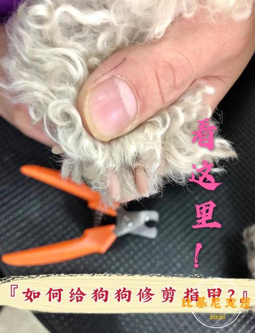 家里没我专门给狗狗剪指甲的钳子。可以用自己家的剪刀吗?怎么给他剪...