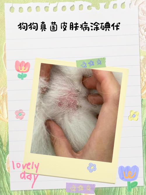 狗狗身上皮肤破了可以用碘伏擦擦吗