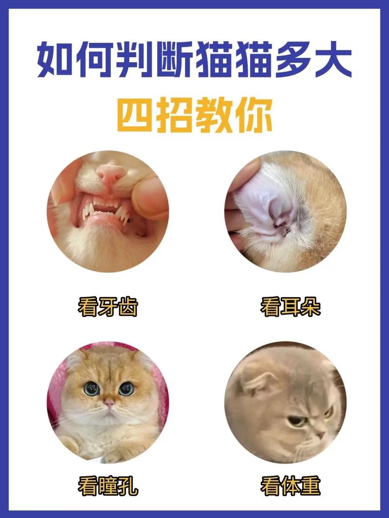 猫咪年龄对照表