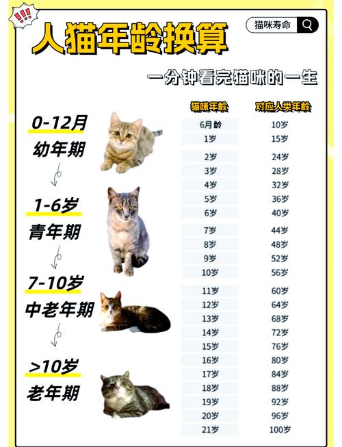 猫年龄对应人的年龄表