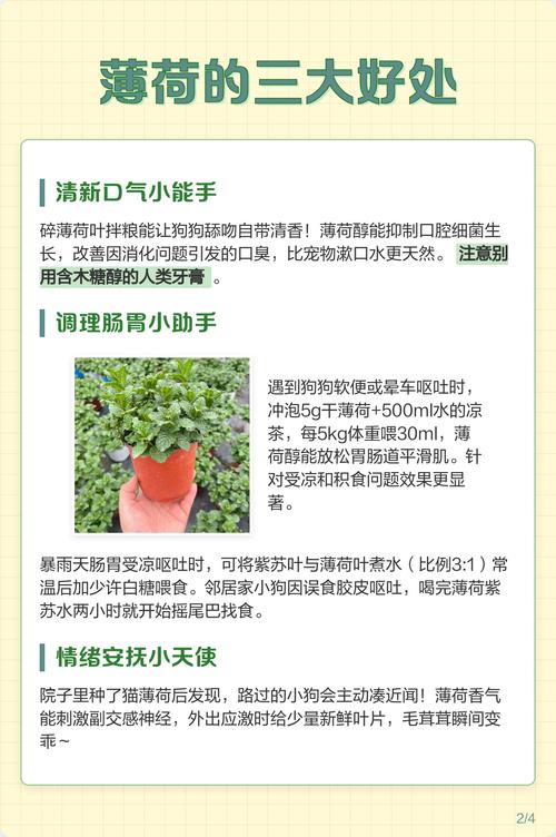 狗狗为什么爱吃薄荷