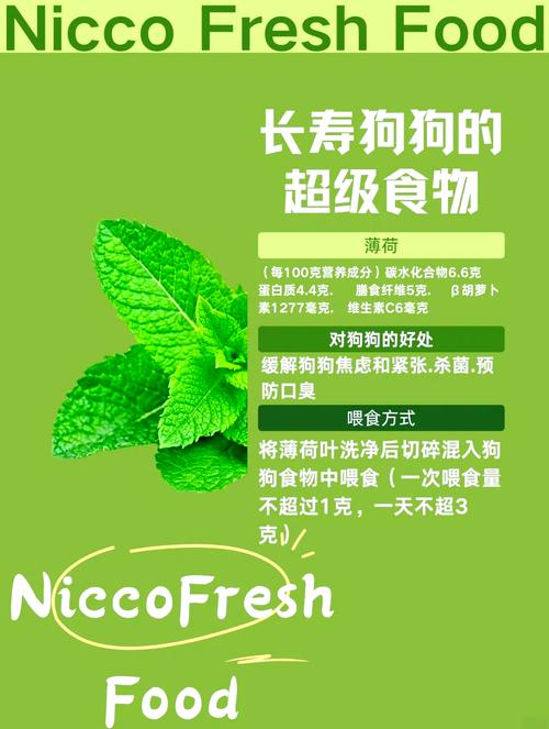 薄荷狗狗可以吃吗