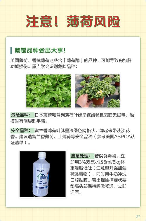狗能吃薄荷叶子吗
