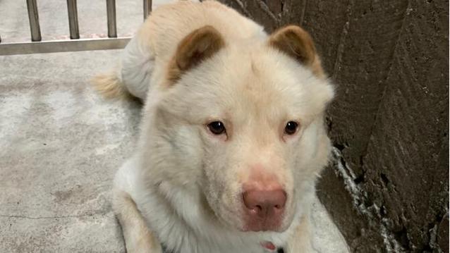 为什么狗狗有红鼻子