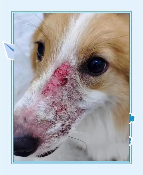 狗狗是个红鼻子