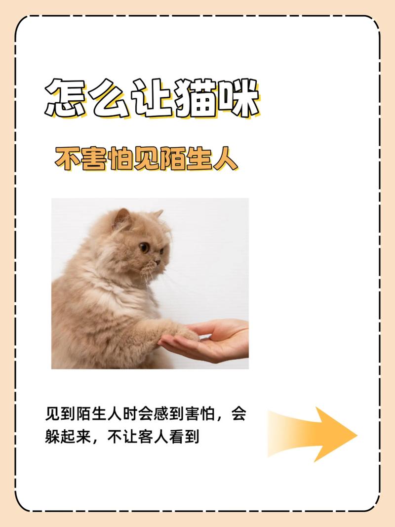 宠物猫怕生怎么办?