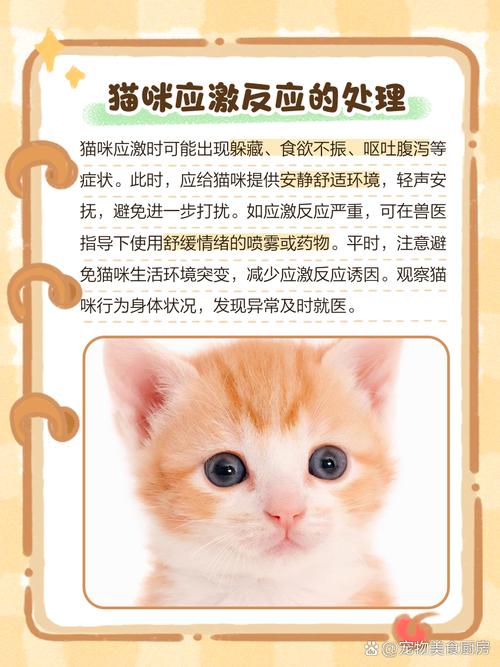 如何改善猫咪怕生的习惯