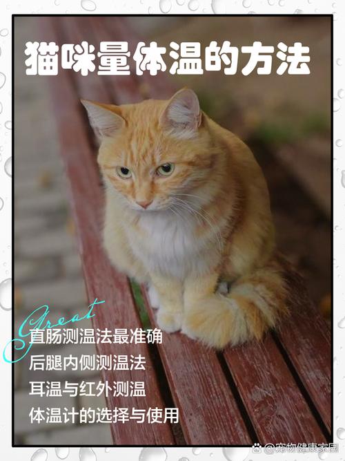 怎么给猫量体温啊