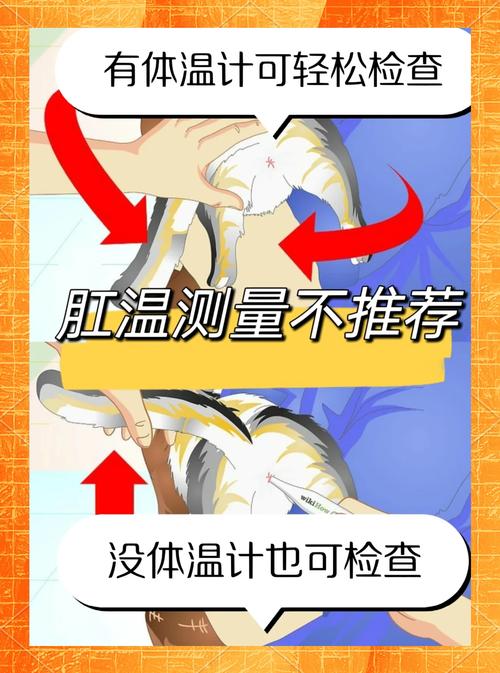 怎么给猫量体温
