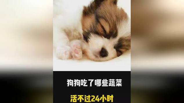 狗狗吃这些活不过24小时!_收藏保存
