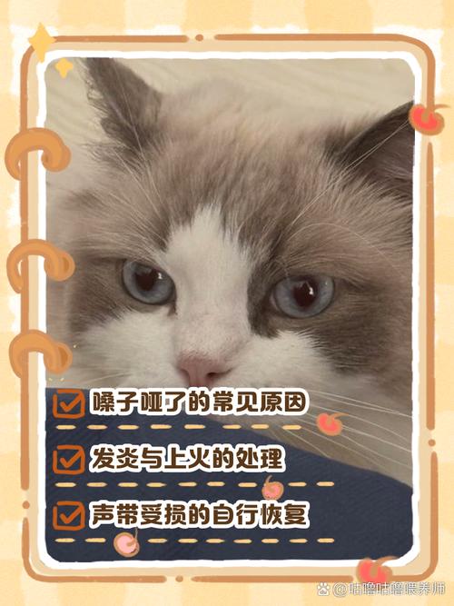 猫咪嗓子哑了怎么回事,多数因为这几个原因
