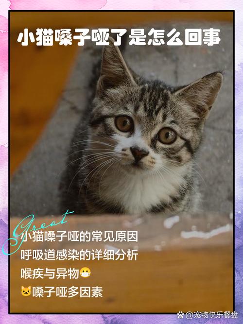 猫咪突然嗓子哑了,叫不出声了怎么回事