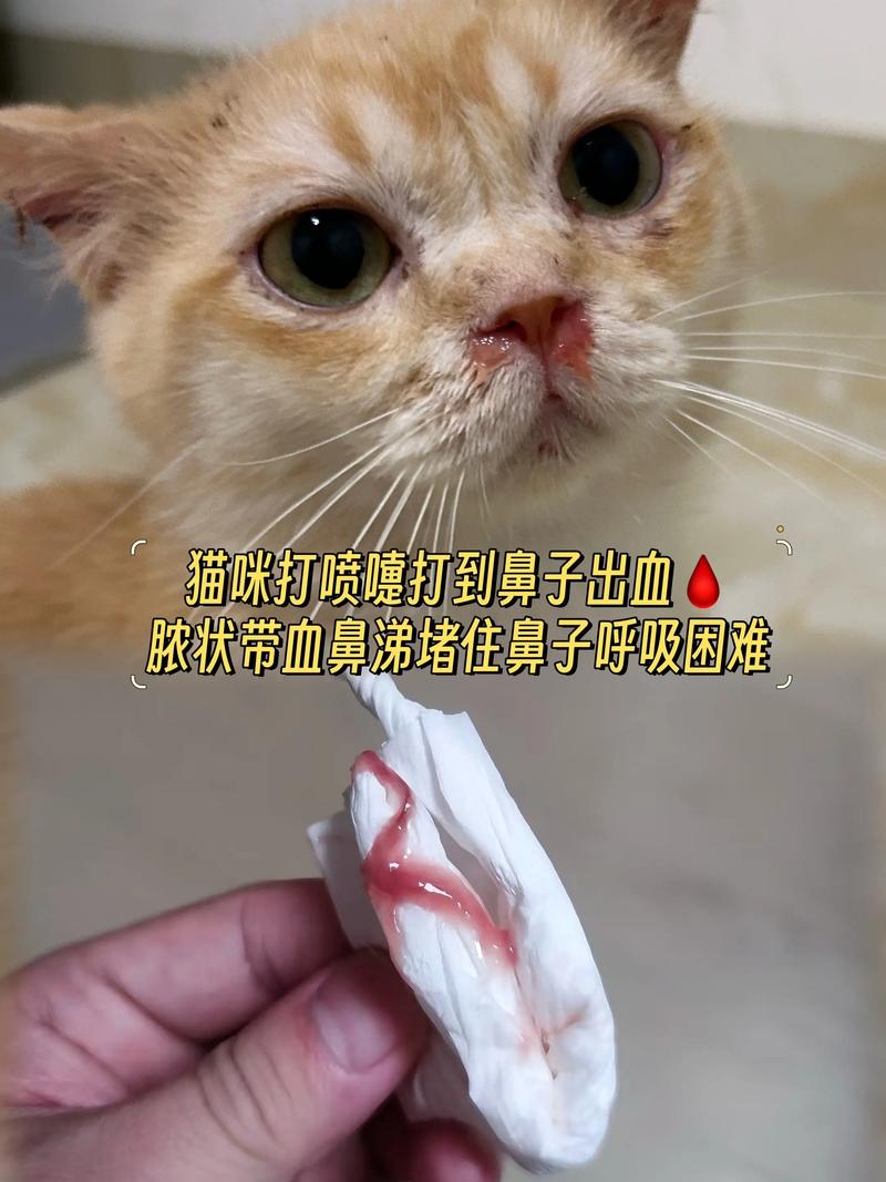 猫咪打喷嚏流鼻涕带血怎么办