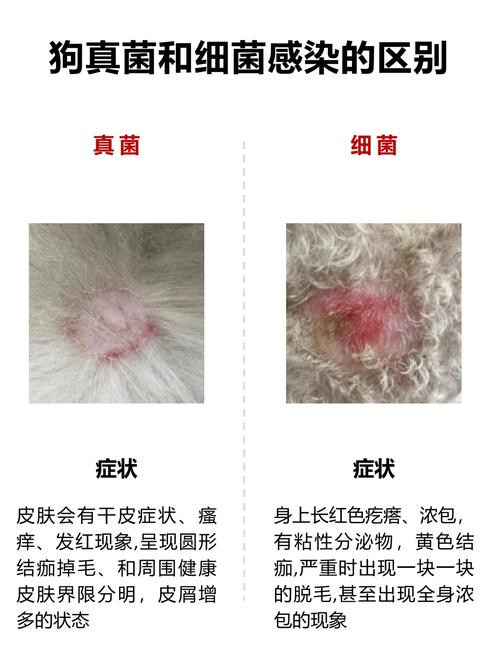 狗狗身上起红斑红点什么原因怎么治
