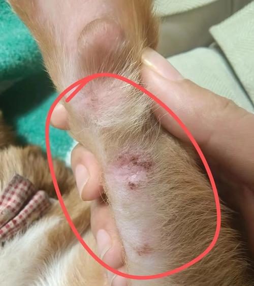 我家狗狗身上长了红点,怎么办啊?