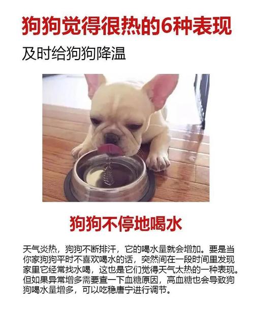 天热了狗狗怎么办呀