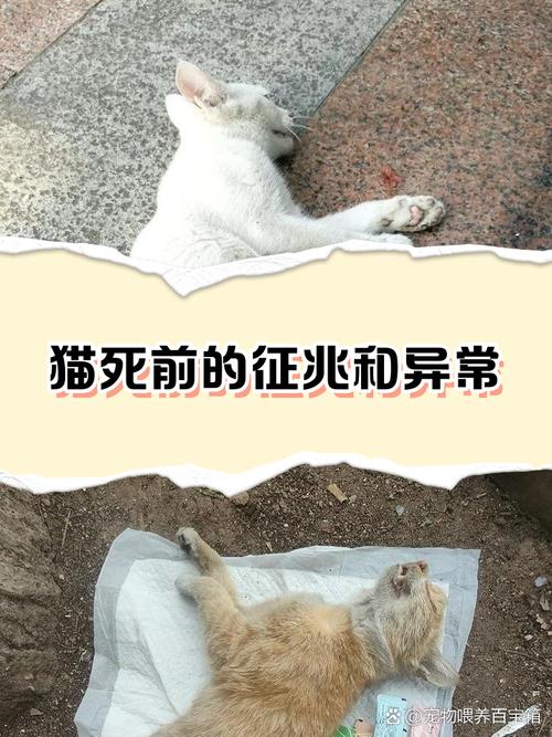 我家小猫咪为什么一直叫个不停啊?