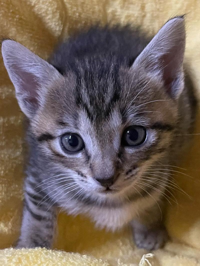 猫咪一直叫不停到处乱走是怎么回事