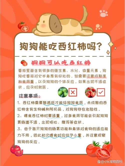 用小番茄怎么给狗狗补充维生素?