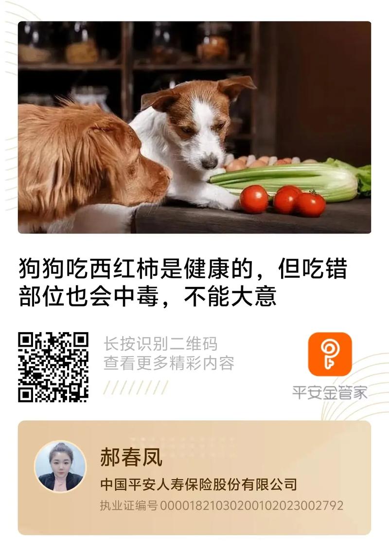 狗狗为啥不能吃西红柿