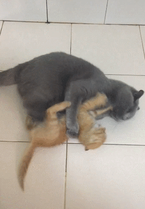 猫咪为什么咬我尾巴根