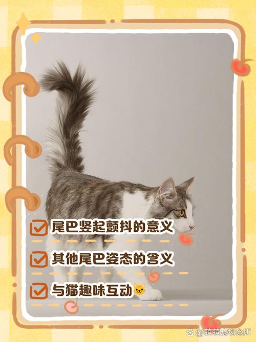 猫咪嗦自己的尾巴是什么意思