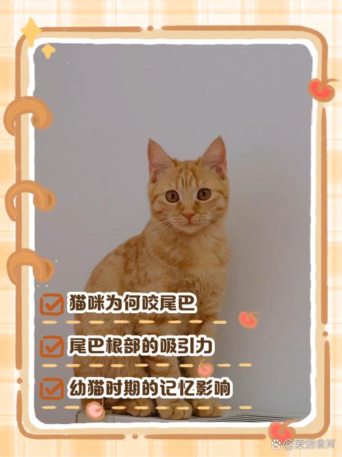 猫为什么都喜欢追着尾巴咬