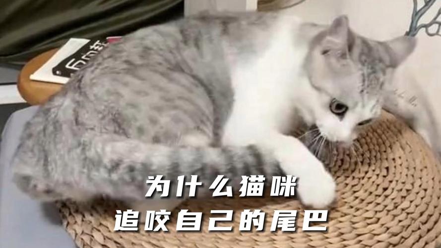 猫咪为什么会咬同伴的尾巴?