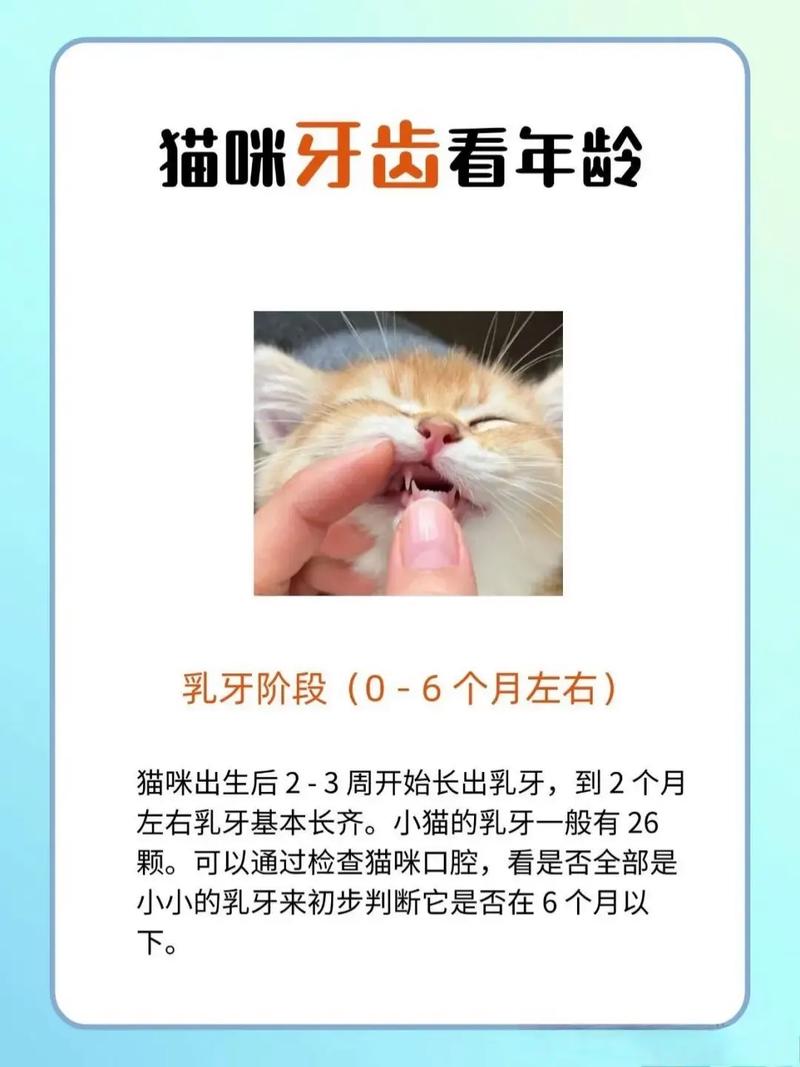 捡来的猫怎么看几个月了