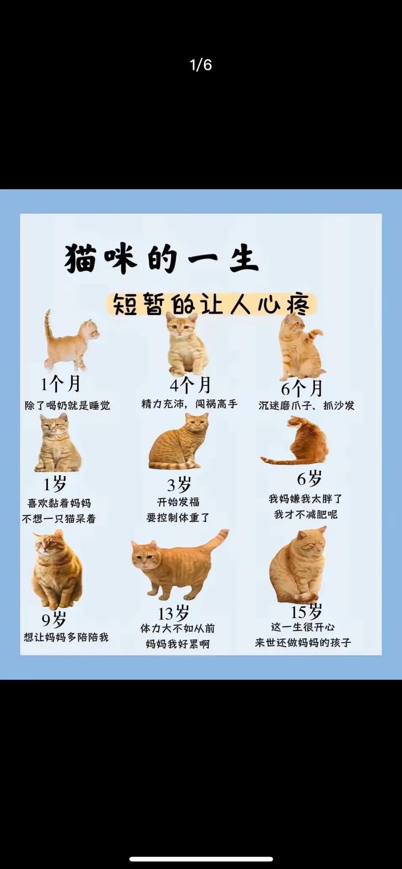 猫咪年龄对照表