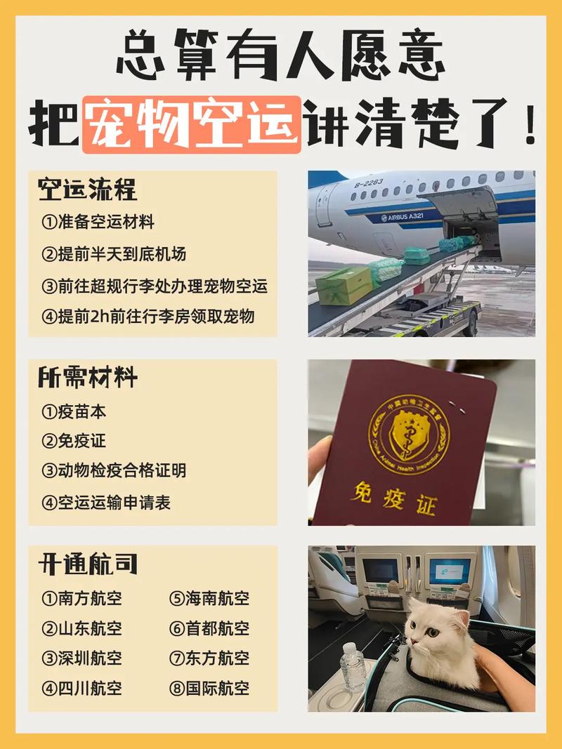 大家都是怎么跨城市带猫的三种方式了解一下!