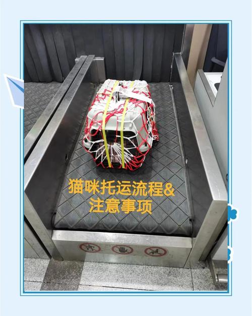 怎么跨省把猫咪带回家